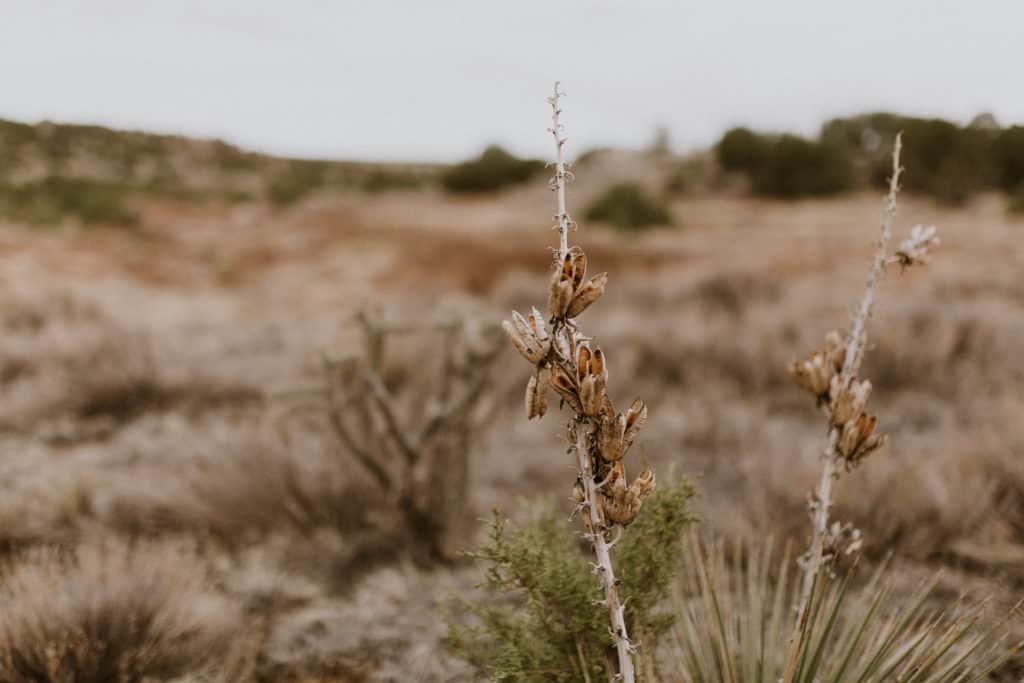 New Mexico Dried Yucca Blossoms with Cactus and the Desert Landscape in the Background